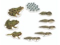 Магнитный набор "Жизненный цикл лягушки"