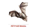 Демонстрационные картинки СУПЕР. Дикие животные 2 (16 шт.) в папке