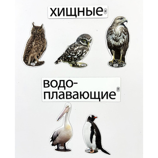 Набор магнитных карточек Какие ещё бывают птицы? (к плакату Птицы, тема 7)